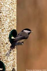 Chickadee on Quick-Clean Tube Feeder