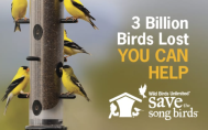 save the song birds 2
