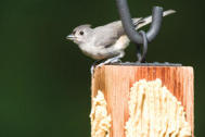 BarkButter_Suet&Mealworms_TuftedTitmouse